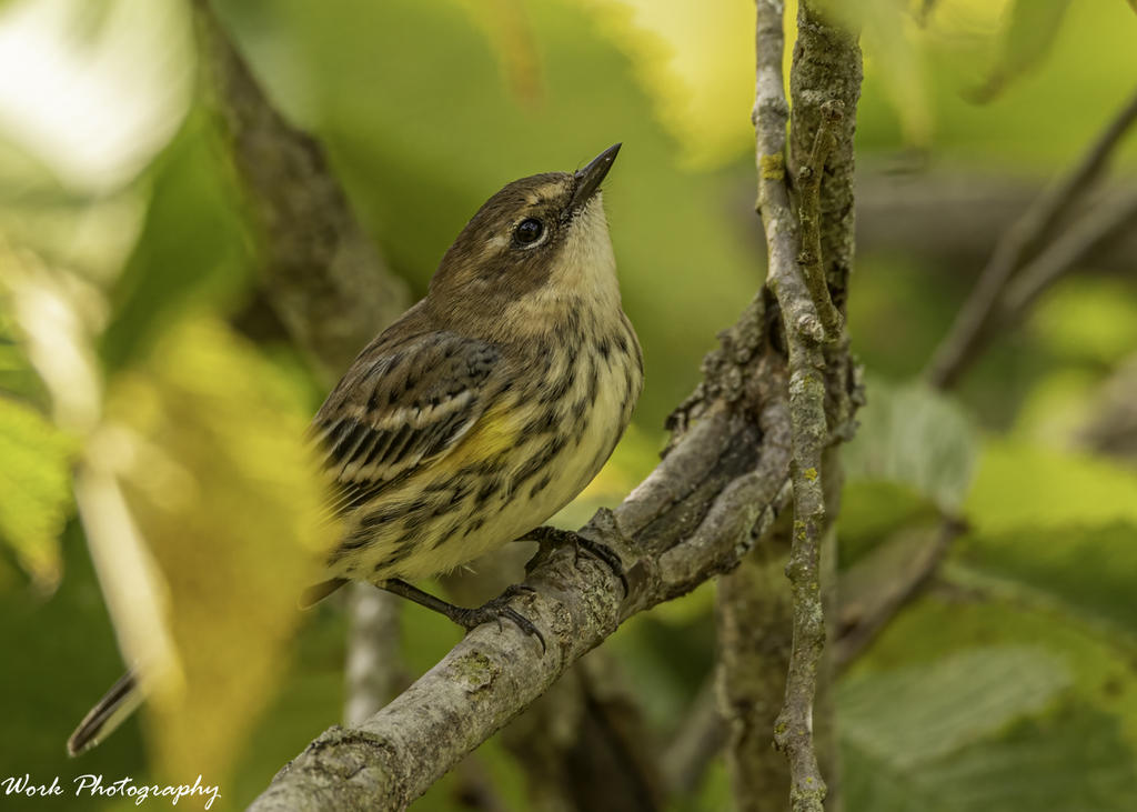 Yellow-Rumped Warbler