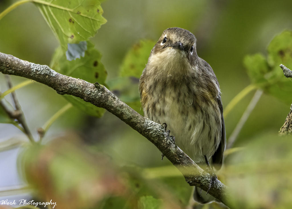 Yellow-Rumped Warbler