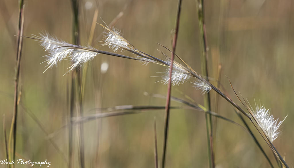 Wheat