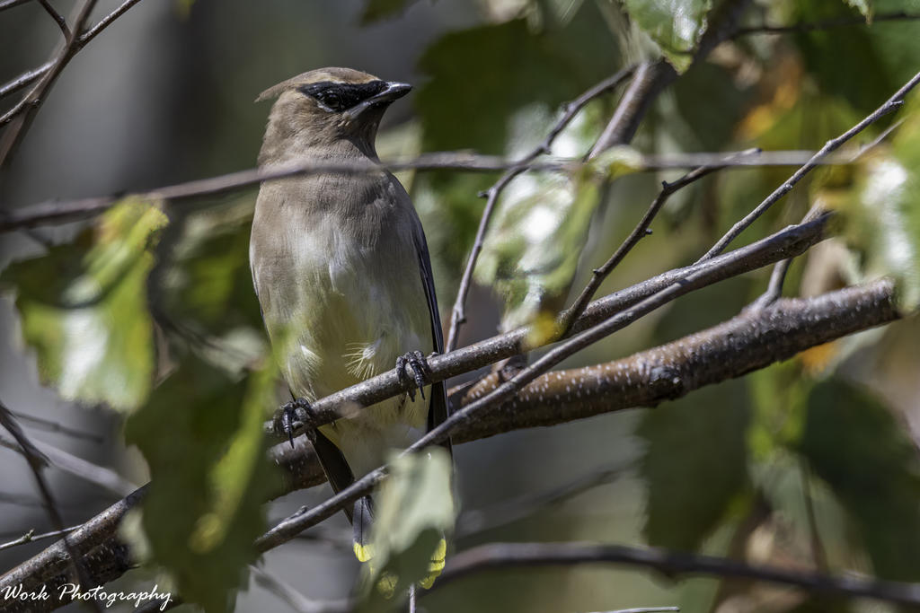 Cedar Waxwing