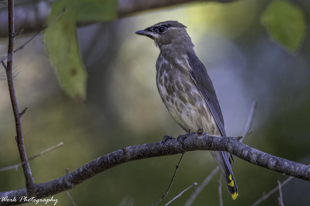 Juvenile Cedar Waxwing