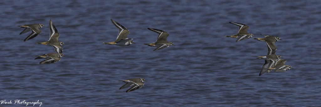 Killdeer - Lake Barkley, KY