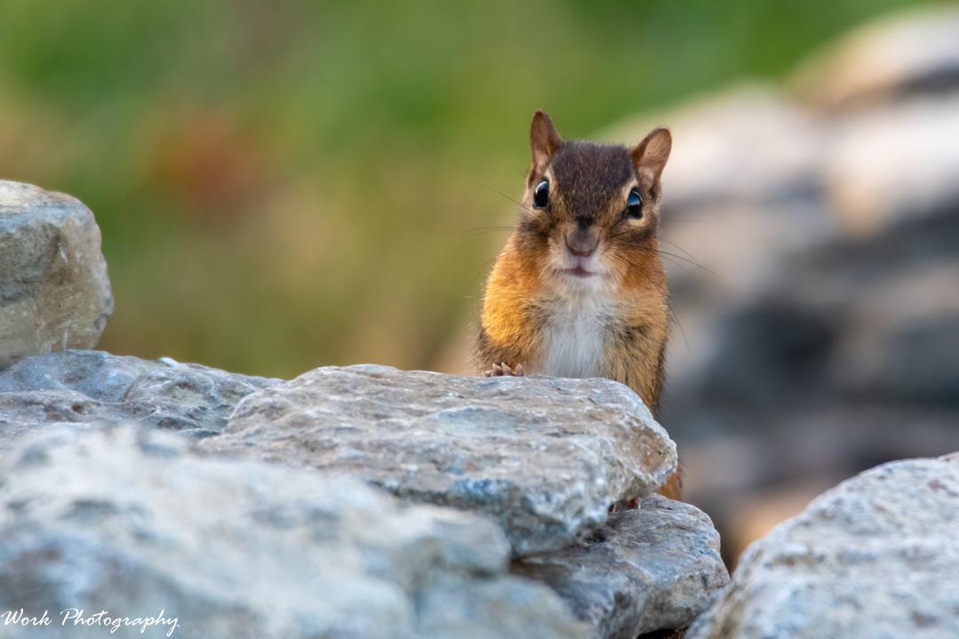 Chipmunk