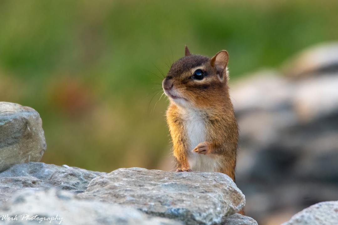 Chipmunk
