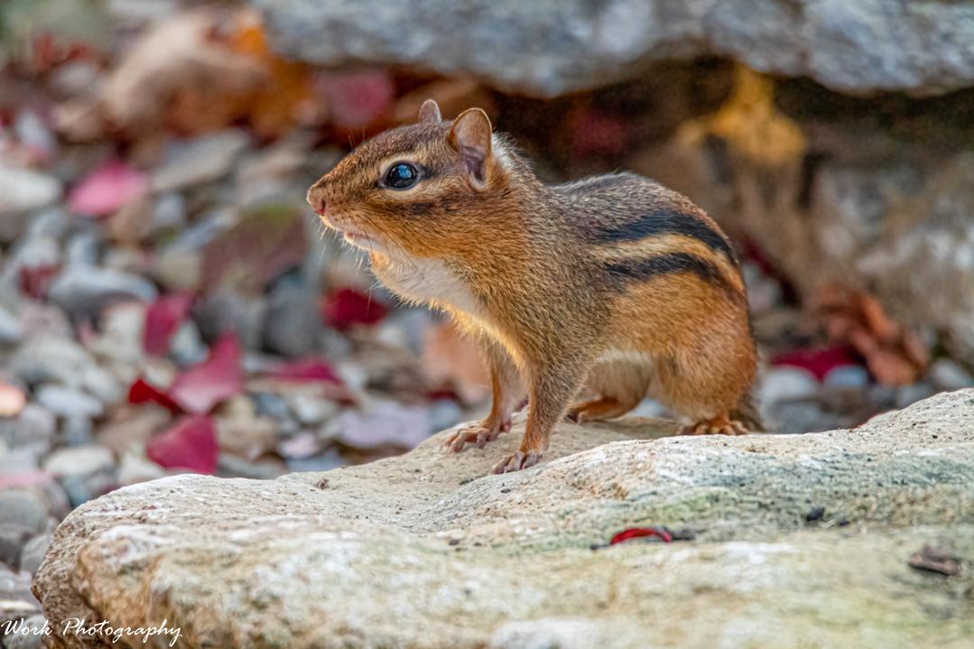Chipmunk
