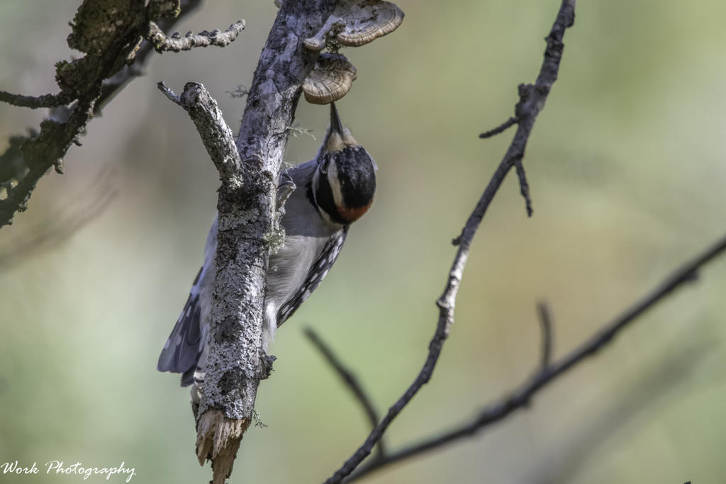 Hairy Woodpecker