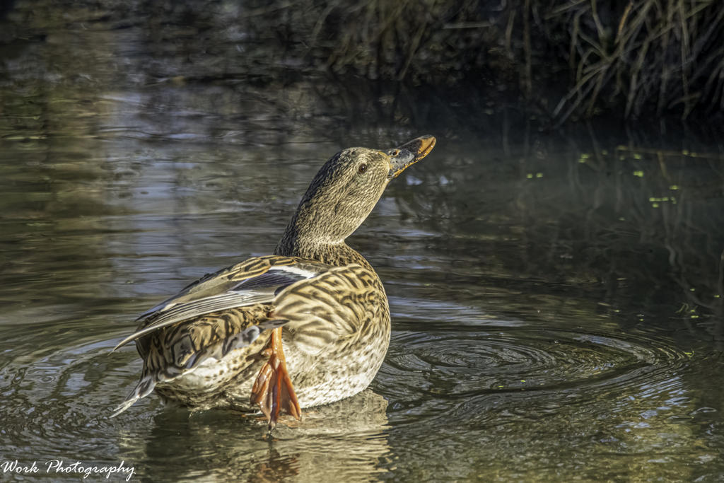 Mallard Hen