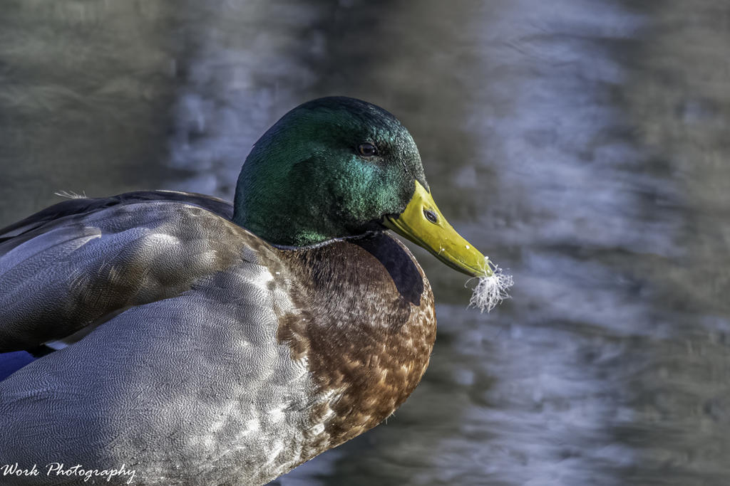 Mallard Drake