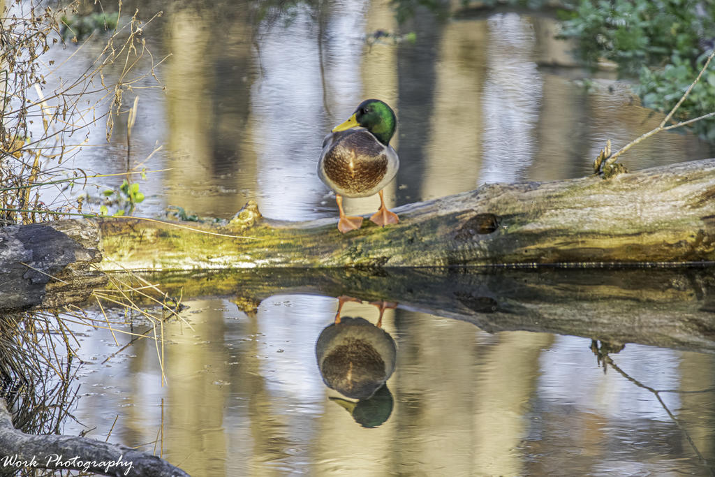 20201112-RD5_4725-Edit-Edit.jpg