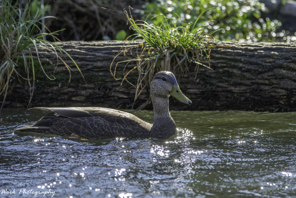 Mottled Duck