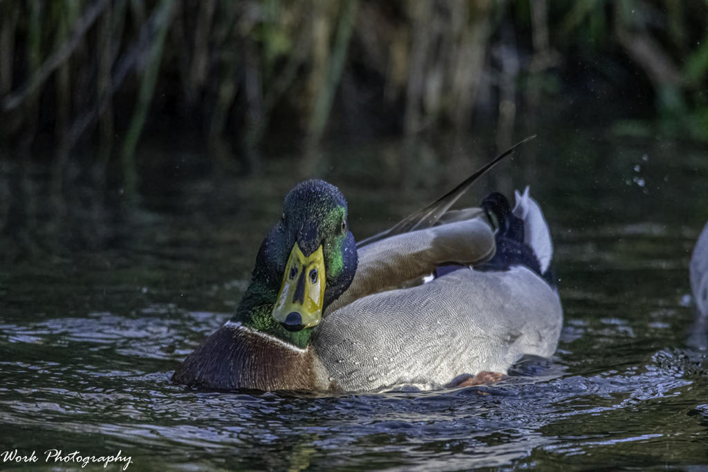 Mallard Drake