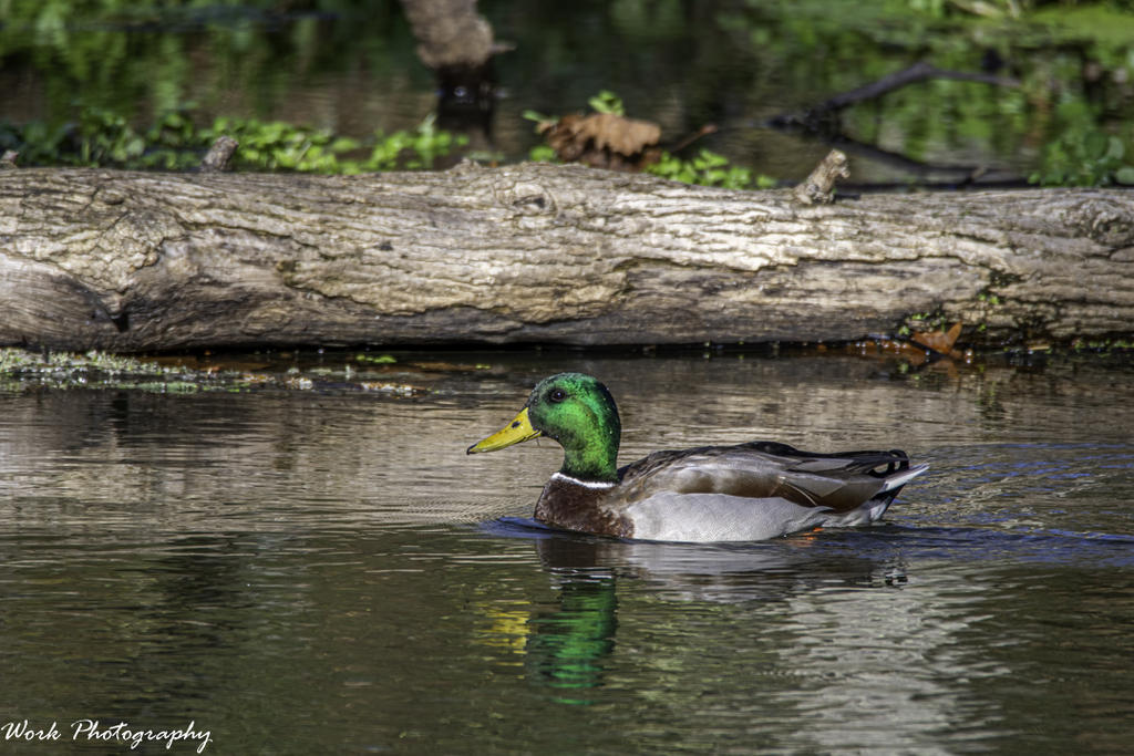 Mallard Drake