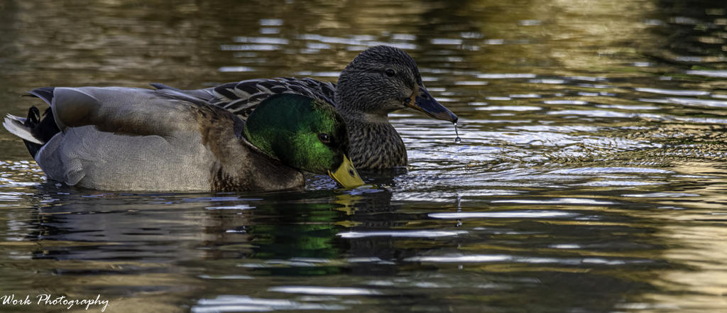Mallard Drake and Hen