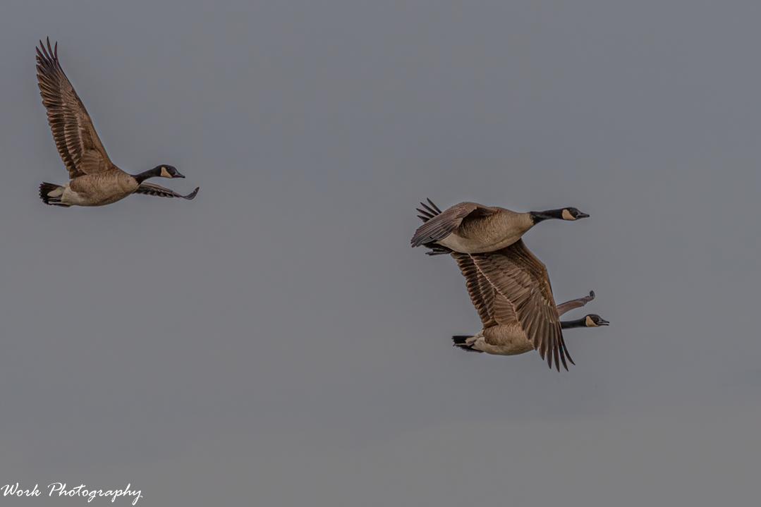 Canada Geese