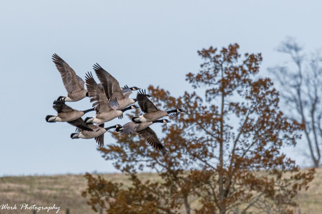 Canada Geese
