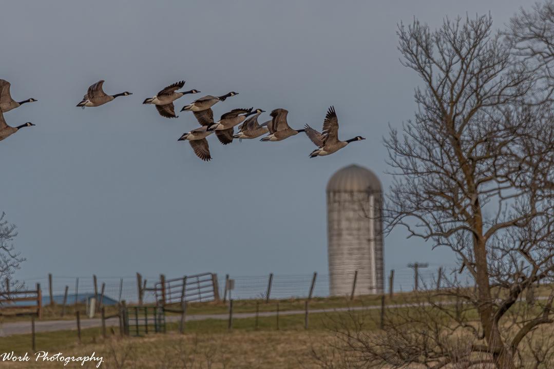 Canada Geese