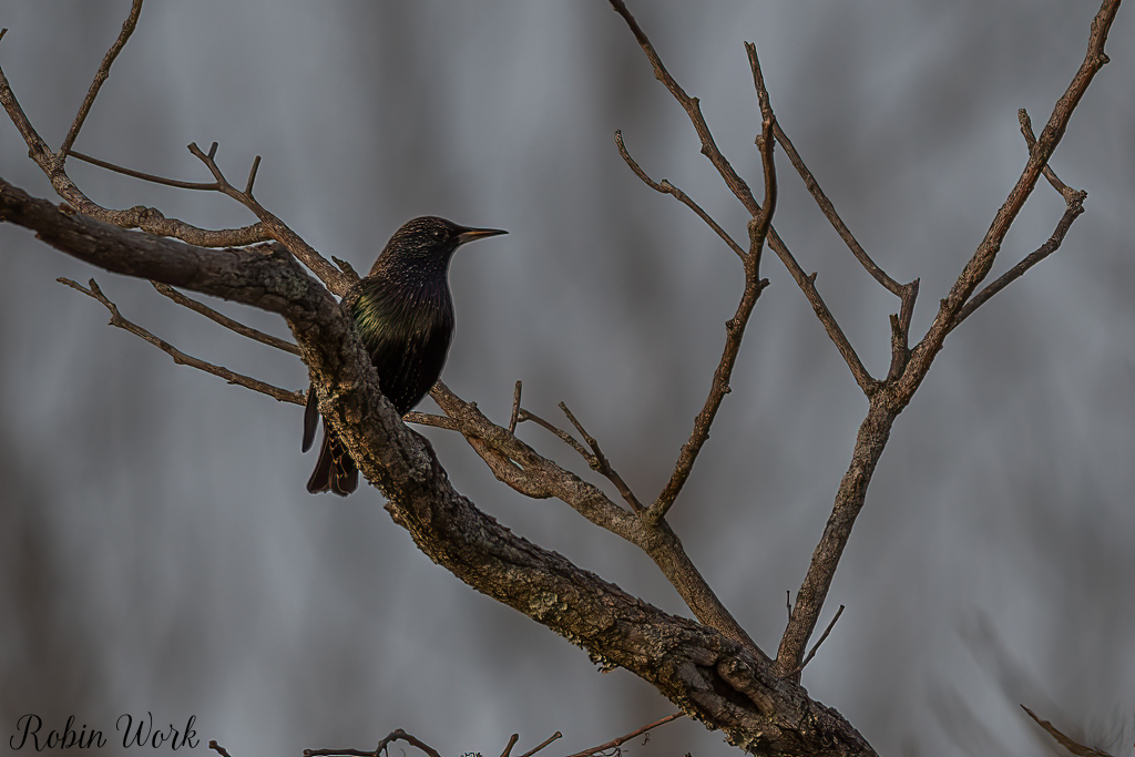 20201227-RD5_5329-Edit-Edit.jpg