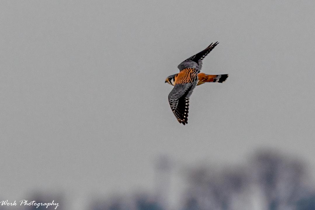 American Kestrel