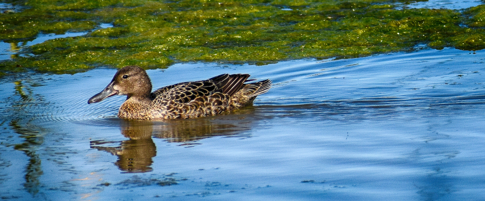 2021-04-26_15-49-14-crop-nik-s.jpg