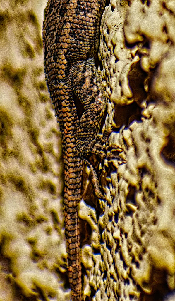 2021-10-26 13.33.31-nik-gimp-s-crop2.jpg