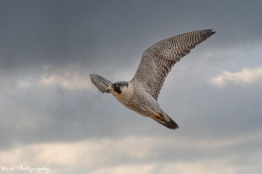 Peregrine Falcon