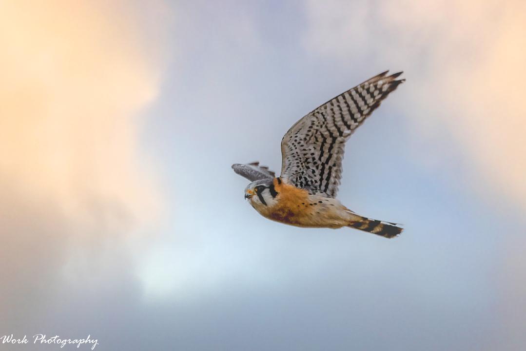 American Kestrel - Sparrow Hawk
