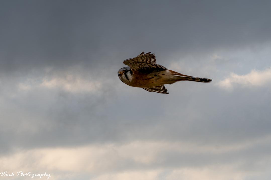 American Kestrel - Sparrow Hawk