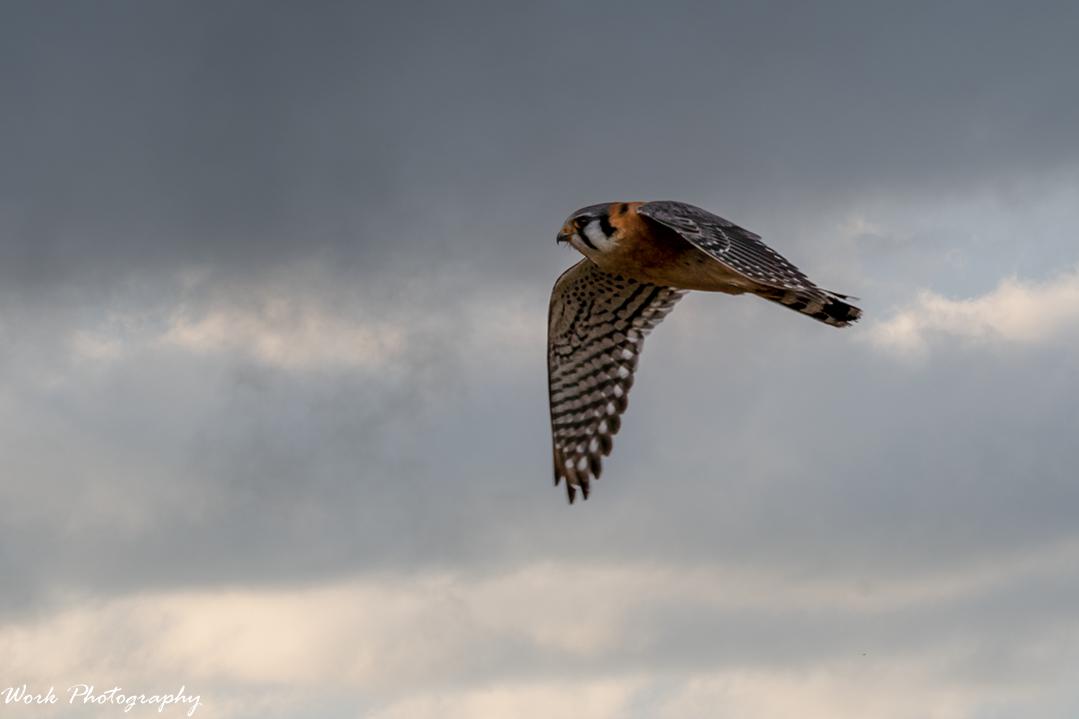 American Kestrel - Sparrow Hawk