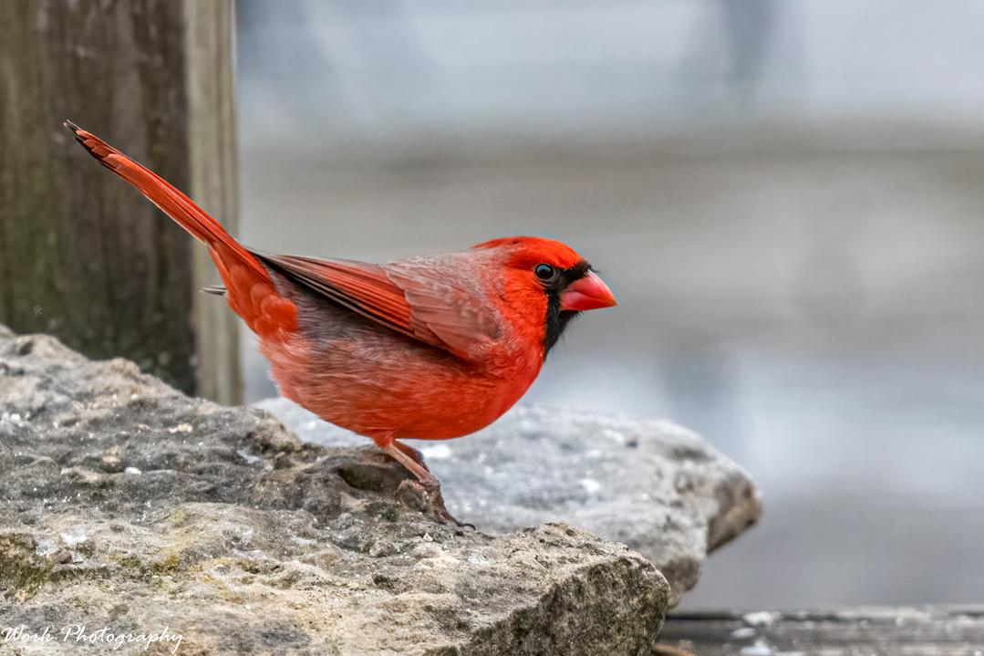 Cardinal