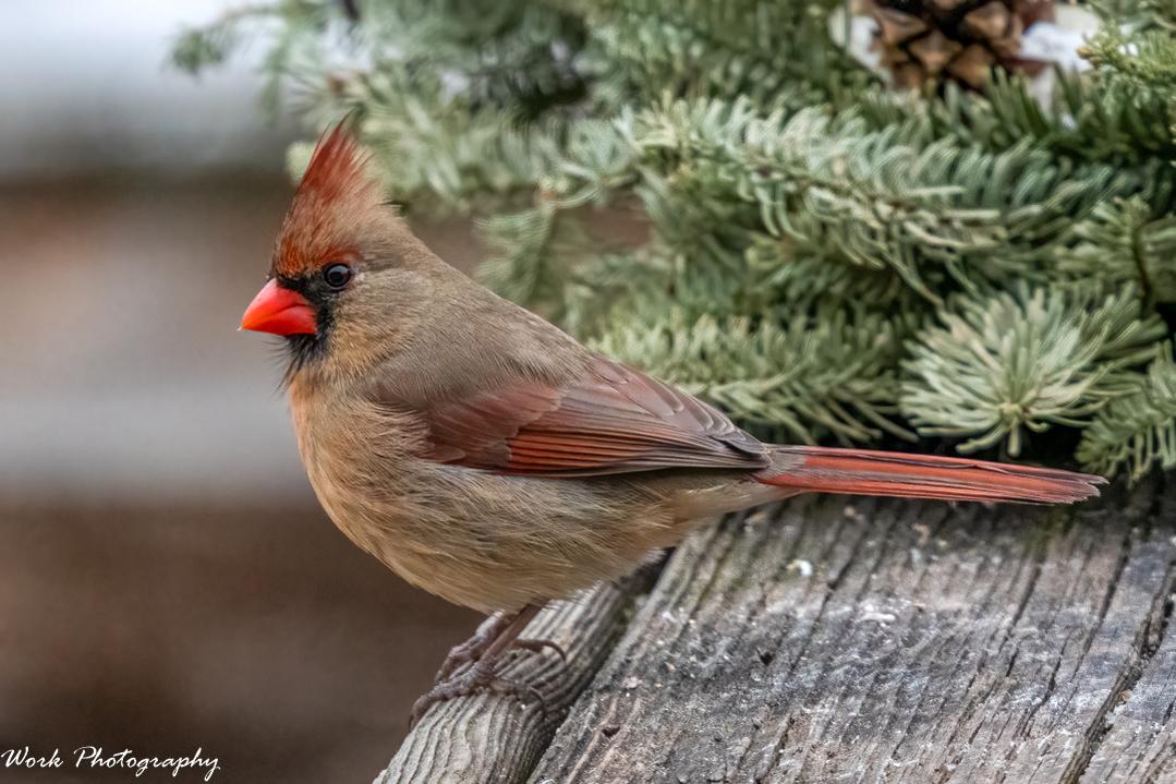 Cardinal