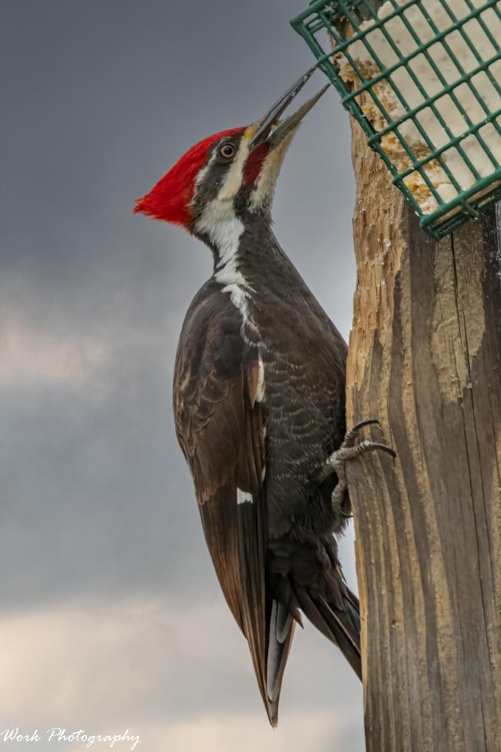 Pileated Woodpecker