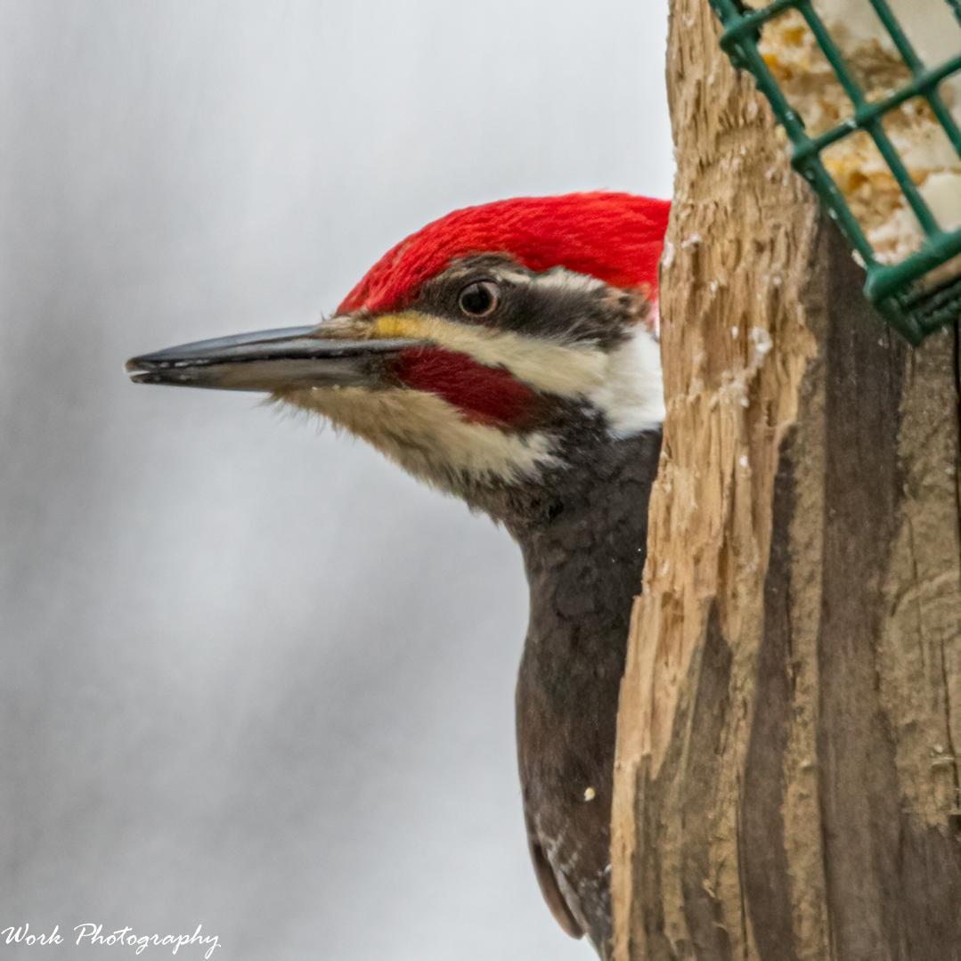 Pileated Woodpecker