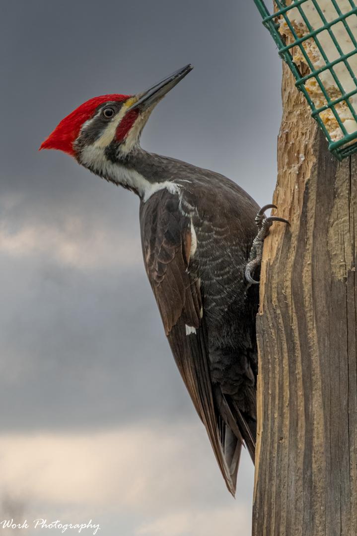 Pileated Woodpecker