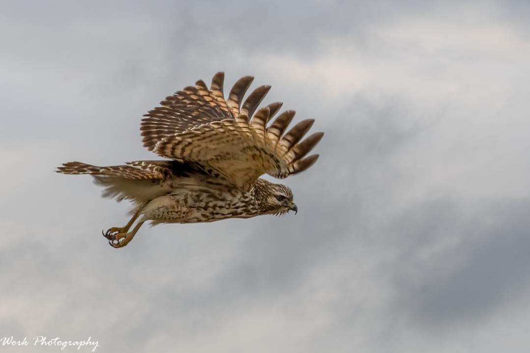 Redtail Hawk