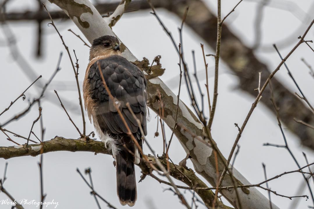 Sharp Shinned Hawk