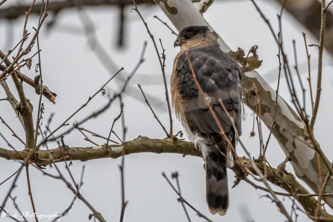 Sharp Shinned Hawk
