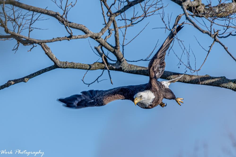 Bald Eagle