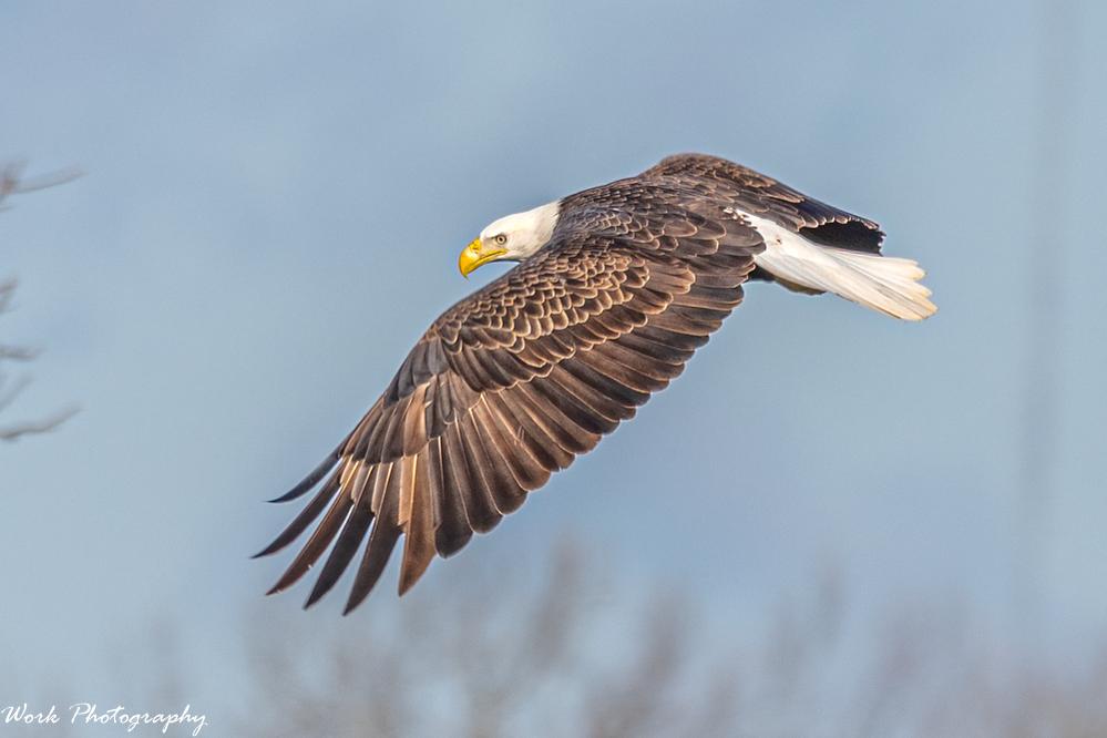 Bald Eagle