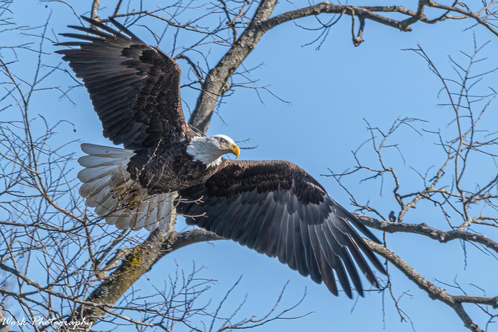 Bald Eagle
