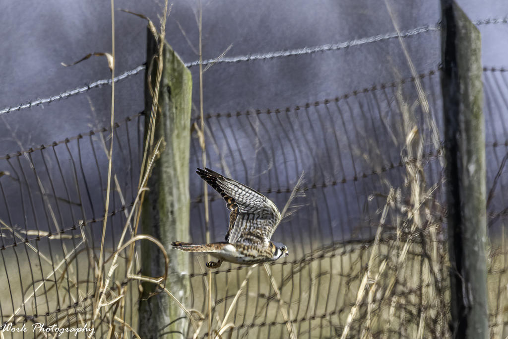 American Kestrel - aka Sparrow Hawk