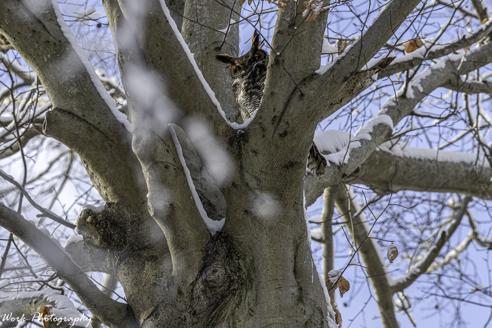 Great Horned Owl - Juvenile Great Horned Owl One year old