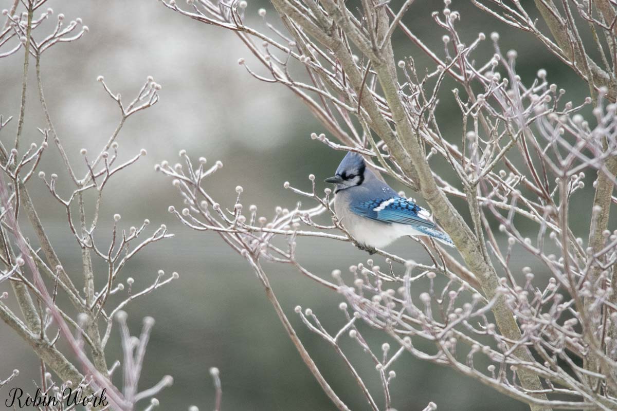 20210211Backyard birds-RD5_6585.jpg