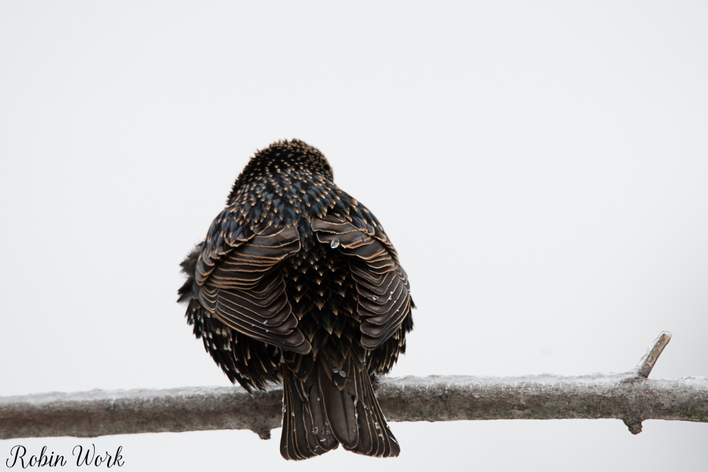 20210211Backyard birds-RD5_6598.jpg