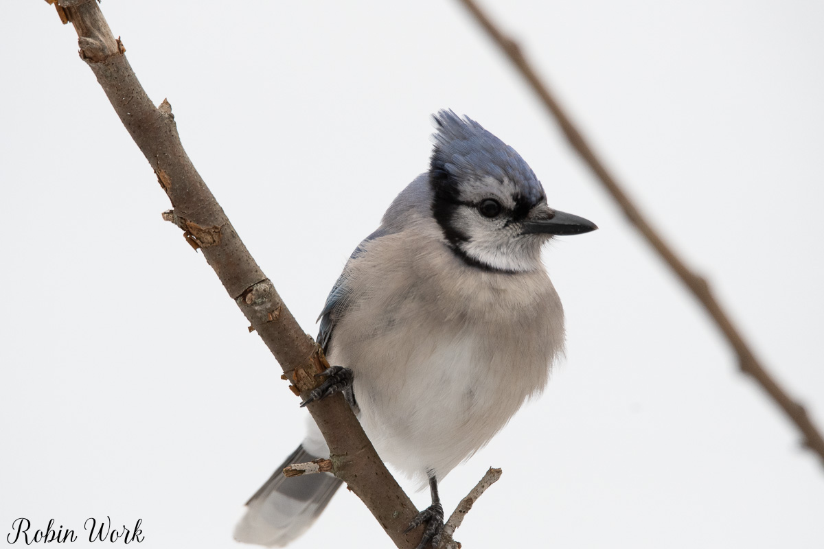 20210214Backyard birds-RD5_6772.jpg
