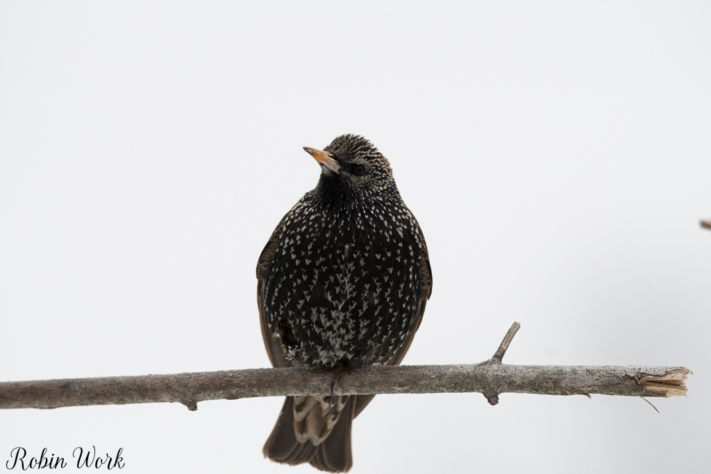 20210215Backyard birds-RD5_6853.jpg