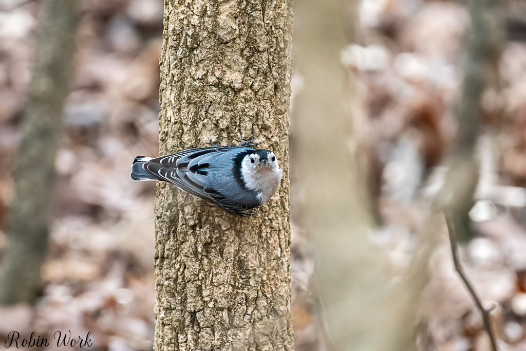 20210309White Breasted Nuthatch-20210309Anna's Birds-RD5_7704-Edit.jpg