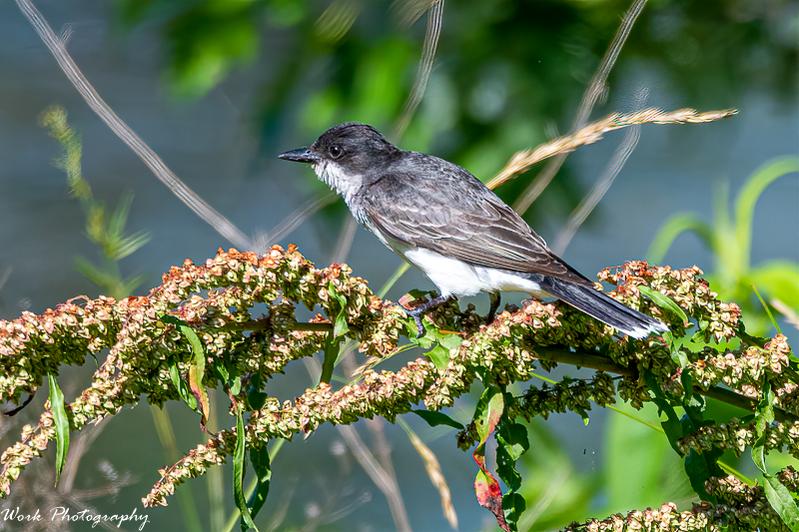 Eastern Kingbird
