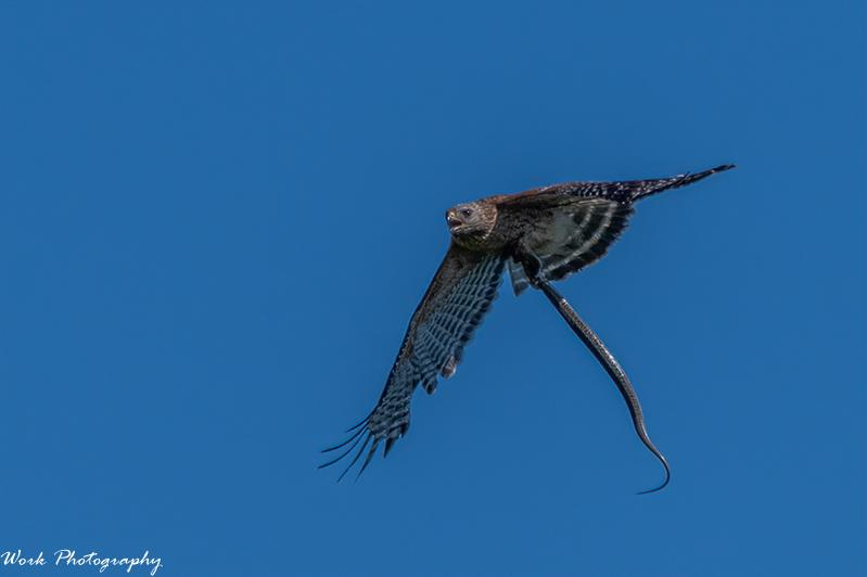 Red Shouldered Hawk with snake