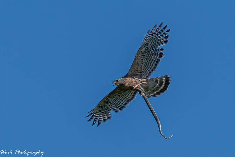 Red Shouldered Hawk with snake