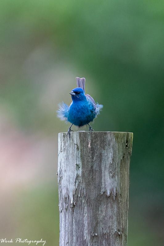 20210708-Indigo Bunting-RD5_0679.jpg